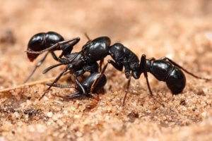 Identifying The Type Of Ants