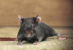 Insert mothballs into the holes where mice can enter into the RV